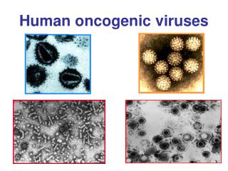 Human oncogenic viruses