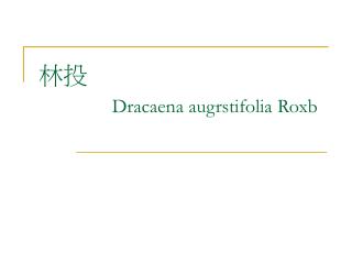 林投 Dracaena augrstifolia Roxb