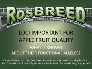 LOCI IMPORTANT FOR APPLE FRUIT QUALITY WHAT IS KNOWN ABOUT THEIR FUNCTIONAL ALLELES?