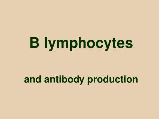 B lymphocytes and antibody production