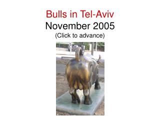 Bulls in Tel-Aviv November 2005 (Click to advance)