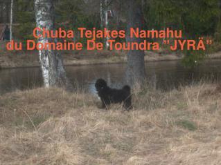 Chuba Tejakes Namahu du Domaine De Toundra ”JYRÄ”