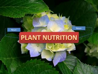 PLANT NUTRITION