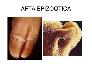AFTA EPIZOOTICA