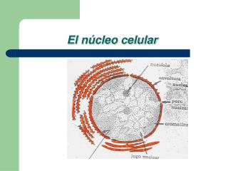El núcleo celular