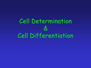 Cell Determination &amp; Cell Differentiation