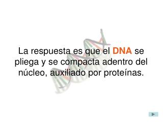 La respuesta es que el DNA se pliega y se compacta adentro del núcleo, auxiliado por proteínas.