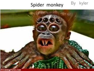 Spider monkey