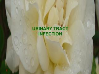URINARY TRACT INFECTION