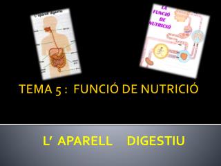 TEMA 5 : FUNCIÓ DE NUTRICIÓ