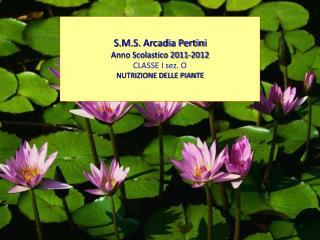 S.M.S. Arcadia Pertini Anno Scolastico 2011-2012 CLASSE I sez. O NUTRIZIONE DELLE PIANTE