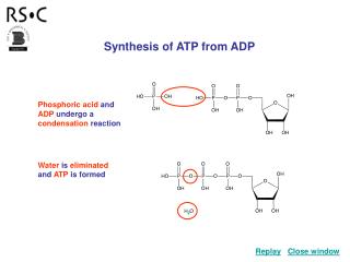 Synthesis of ATP from ADP