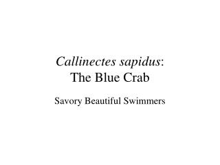 Callinectes sapidus : The Blue Crab