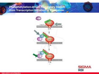 Phosphorylation-driven Regulatory Switch from Transcription Initiation to Elongation
