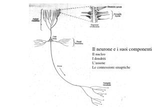 Il neurone e i suoi componenti Il nucleo I dendriti L’assone Le connessioni sinaptiche