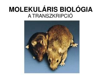 MOLEKULÁRIS BIOLÓGIA