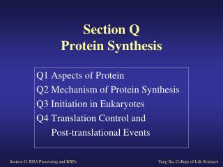 Section Q Protein Synthesis