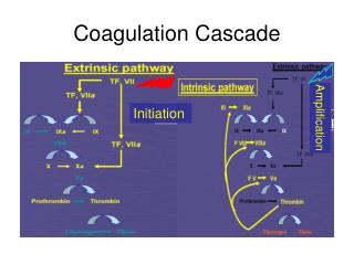 Coagulation Cascade