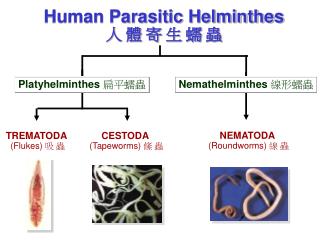 Human Parasitic Helminthes 人 體 寄 生 蠕 蟲