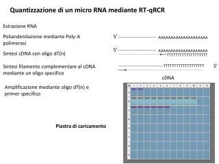 Quantizzazione di un micro RNA mediante RT-qRCR