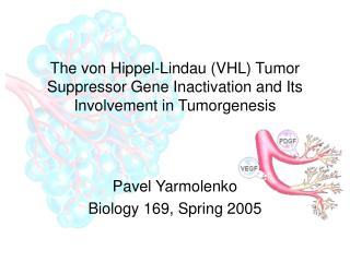 The von Hippel-Lindau (VHL) Tumor Suppressor Gene Inactivation and Its Involvement in Tumorgenesis