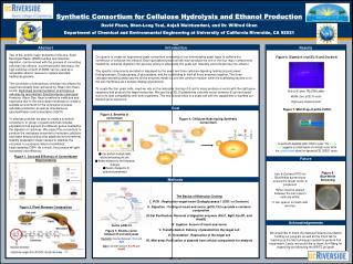 Synthetic Consortium for Cellulose Hydrolysis and Ethanol Production