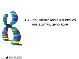 3.6 Genų identifikacija ir funkcijos nustatymas, genolapiai