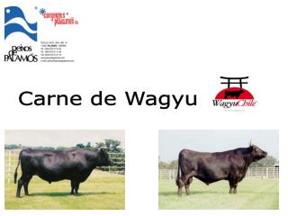 Carne de Wagyu