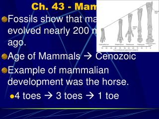 Ch. 43 - Mammals
