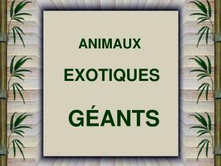 ANIMAUX EXOTIQUES GÉANTS