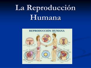 La Reproducción Humana