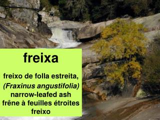 freixa freixo de folla estreita, (Fraxinus angustifolia) narrow-leafed ash