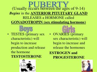 OVARIES (primary sex characteristic) will begin to increase and release the hormones