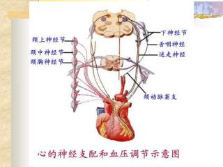 心的神经支配和血压调节