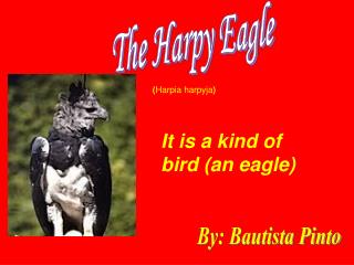 The Harpy Eagle