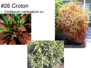 #26 Croton