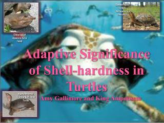 Adaptive Significance of Shell-hardness in Turtles by Amy Gallimore and King Amponsem