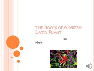The Roots of A Greek-Latin Plant