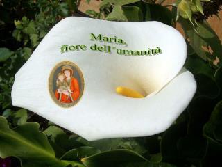 Maria, fiore dell’umanità