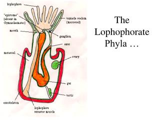 The Lophophorate Phyla …
