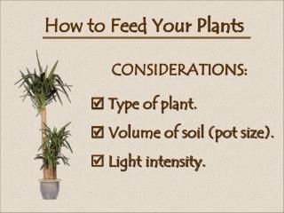 How to Feed Your Plants