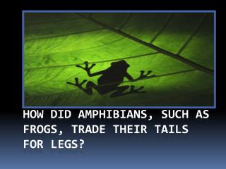 How did amphibians, such as frogs, trade their tails for legs?