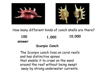 Scorpio Conch