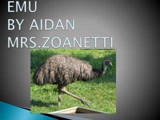 EMU BY AIDAN MRS.ZOANETTI