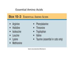 Essential Amino Acids