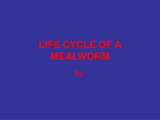 LIFE CYCLE OF A MEALWORM