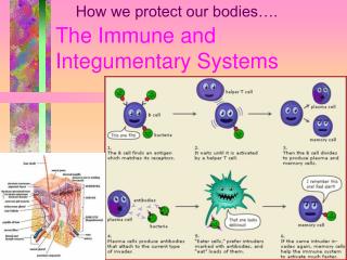 The Immune and Integumentary Systems