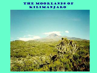 The Moorlands of Kilimanjaro