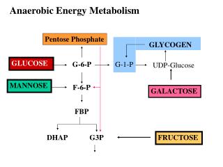 Anaerobic Energy Metabolism