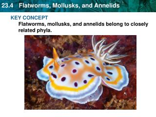 KEY CONCEPT Flatworms, mollusks, and annelids belong to closely related phyla.